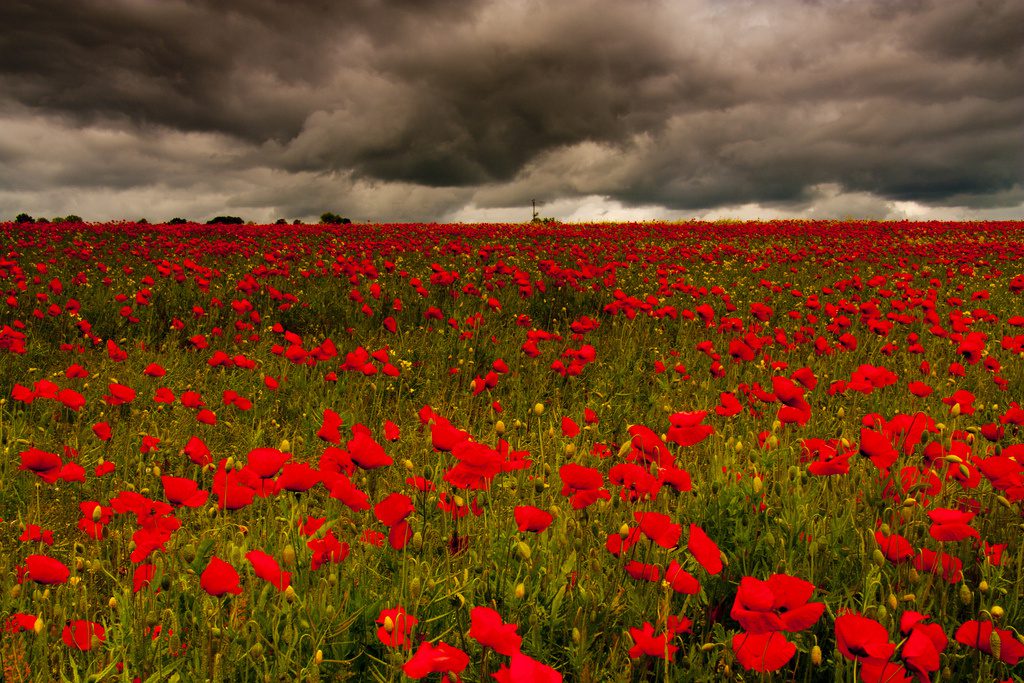 Poppy field in Somme, France. The Battle of the Somme, in which the British and French armies launched a combined offensive against the German army between 1 July and 18 November 1916, was the key turning point of the Great War. One million people died in the battle, with around 60,000 British soldiers being killed on the first day alone.