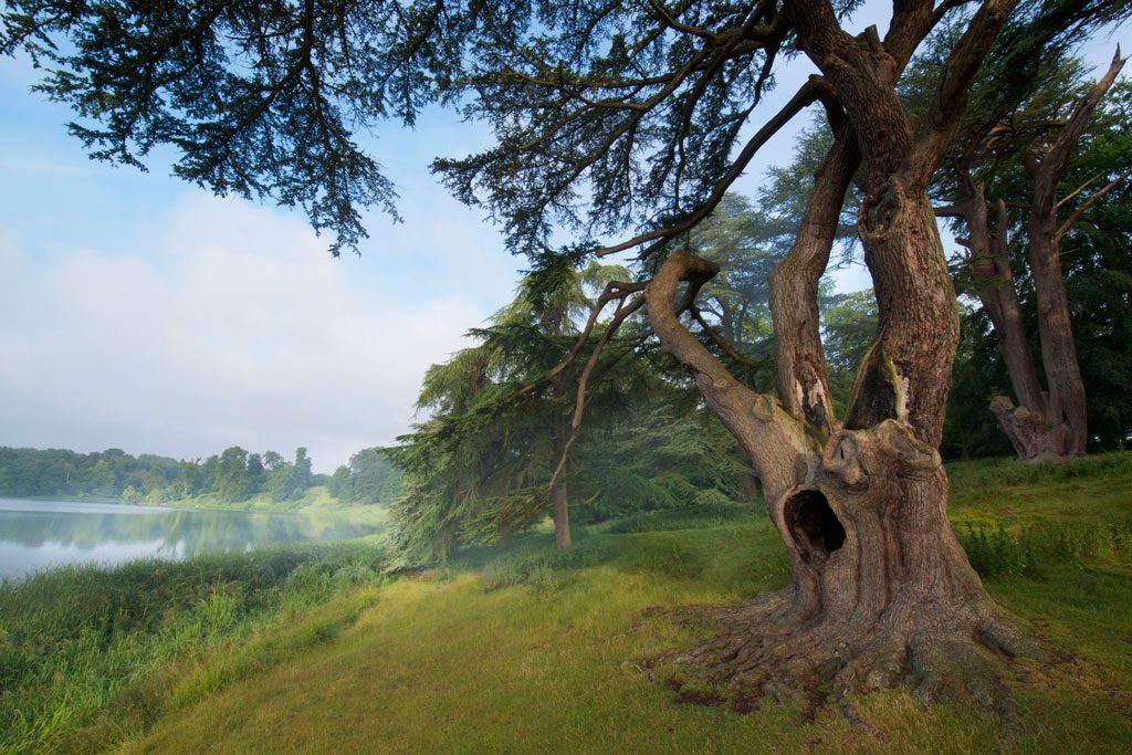 blenheim-harry-potter-tree