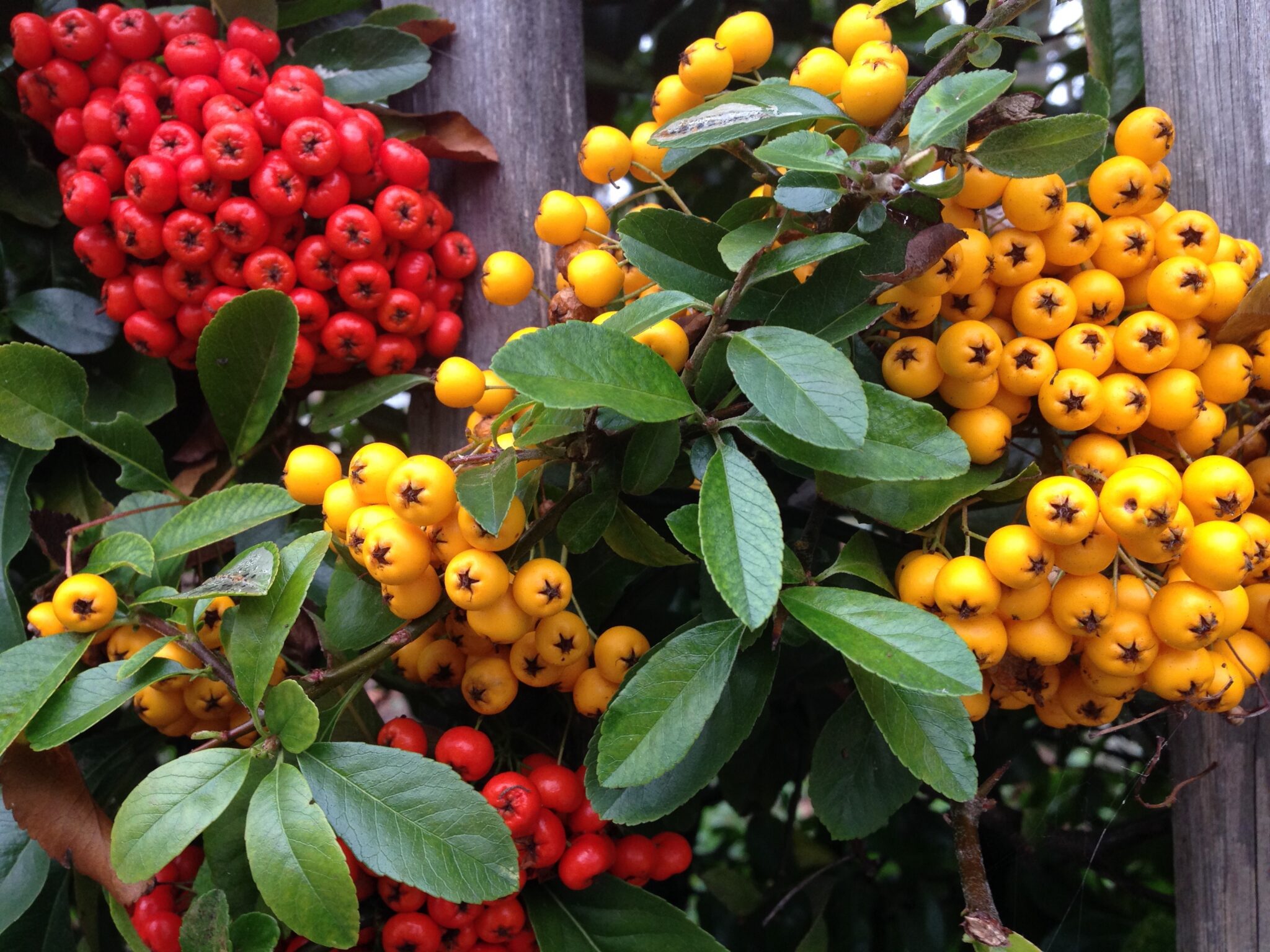 winterberries