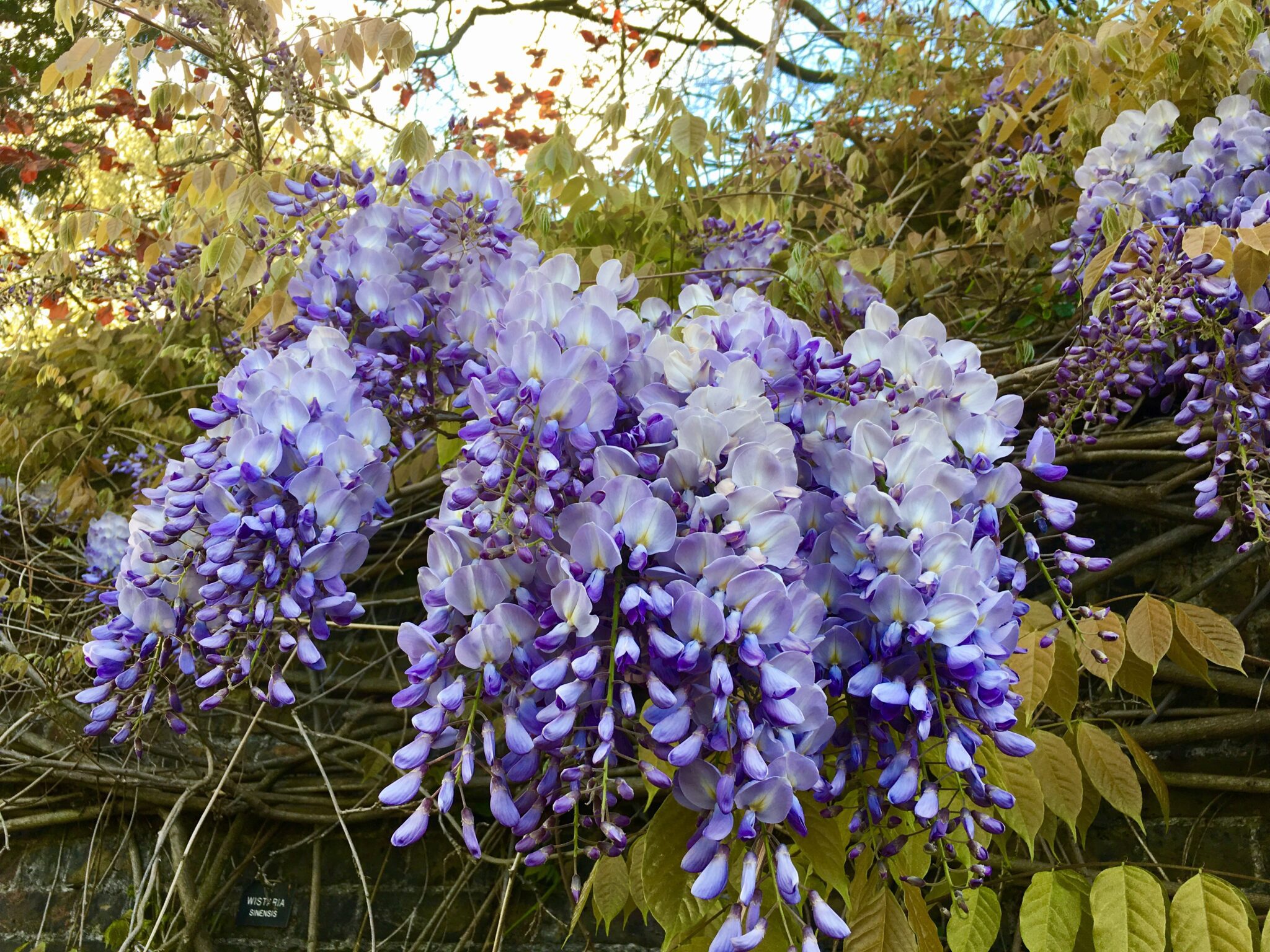 NHGSpringWisteria